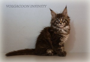 IMG_8243 Volgacoon Infinity
