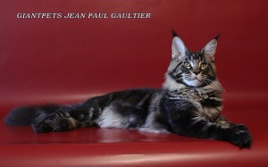 Int.Ch. Giantpets Jean Paul Gaultier